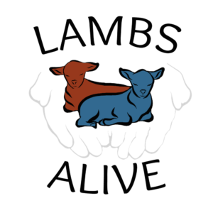 Lambs Alive